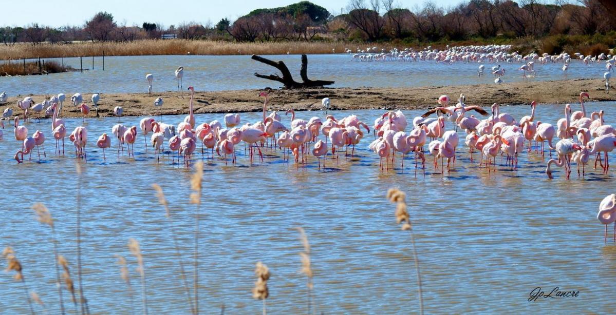 La Palmeraie Istres Bagian luar foto